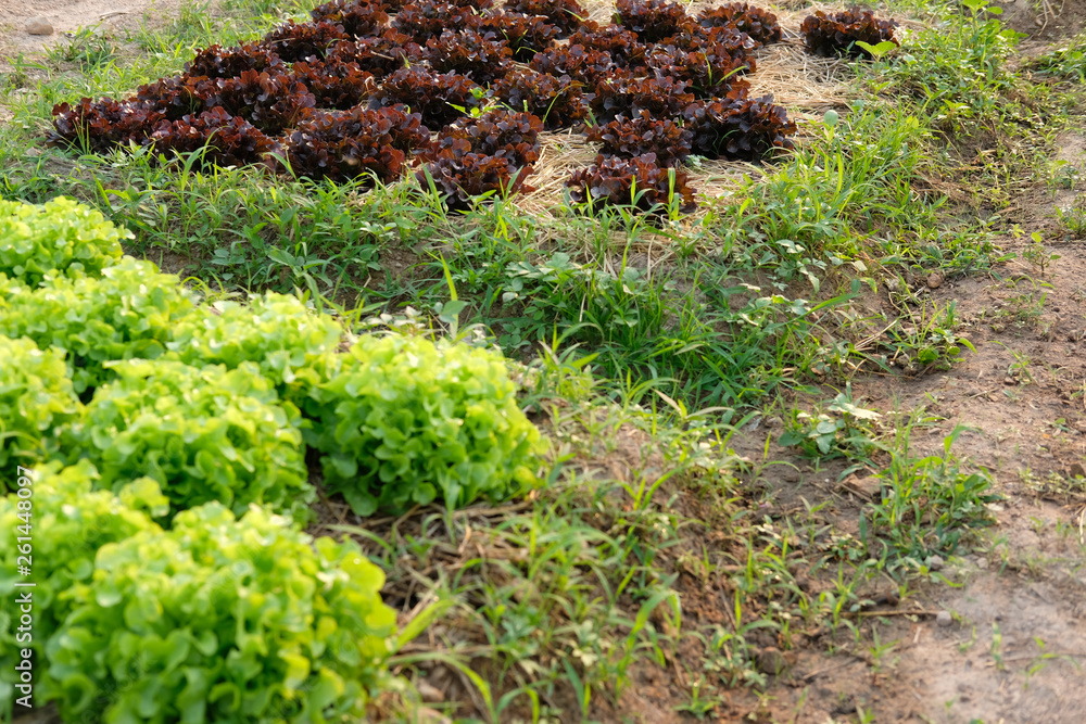 green red oak lettuce plant growing in farm. vegatable plantation  in garden