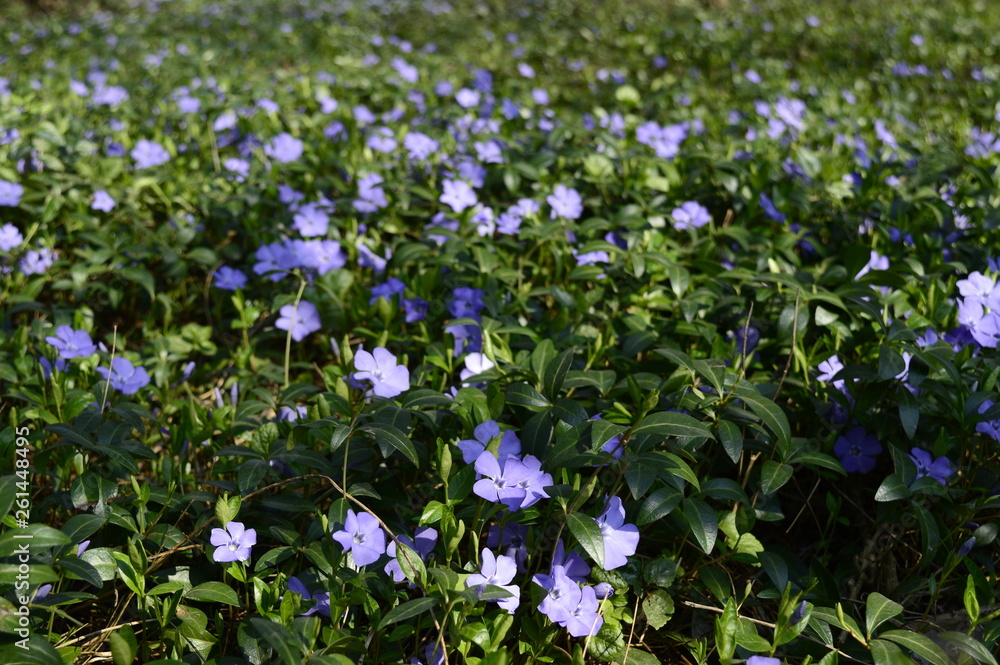 Closeup lesser periwinkle - evergreen plant with fine purple flowers with blurred background in spring scenery