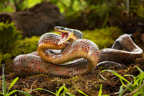Canvas Print Puffing Snake - Phrynonax poecilonotus is a species of nonvenomous snake in the family Colubridae