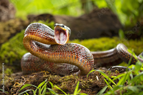 Puffing Snake - Phrynonax poecilonotus is a species of nonvenomous snake in the family Colubridae. The species is endemic to the New World.  photo