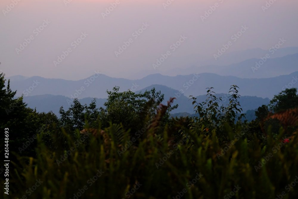 forest mountain landscape view at dusk