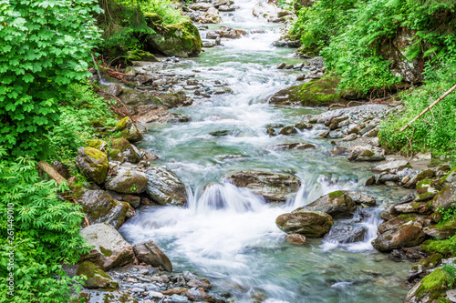 Canvas Print Forest mountain river running over rocks