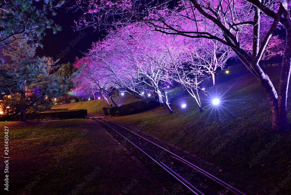 Railway in cherry blossom trees at night