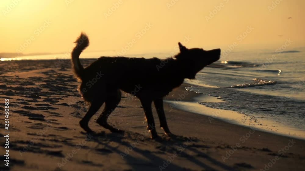 Dog shaking of water on the beach during sunset, super slow motion Dog shaking of water on the beach during sunset, super slow motion