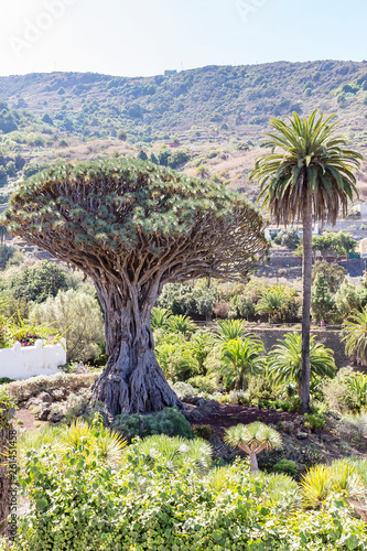 the world's largest dragon tree (El Drago Milenario) in Icod de los Vinos, Tenerife, Spain