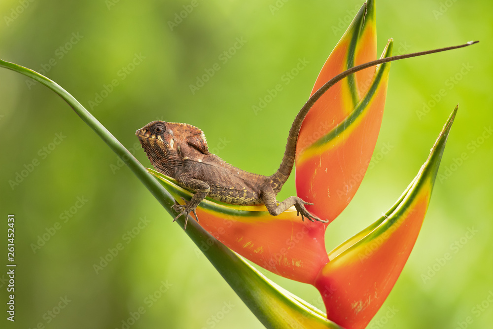 Smooth helmeted iguana sometimes also known as helmeted iguana, helmeted basilisk, elegant helmeted lizard, (Corytophanes cristatus) is a species of New World lizard in the family Corytophanidae Smooth helmeted iguana sometimes also known as helmeted iguana, helmeted basilisk, elegant helmeted lizard, (Corytophanes cristatus) is a species of New World lizard in the family Corytophanidae