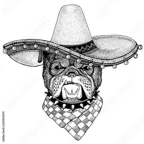 Bulldog, dog wearing traditional mexican hat. Classic headdress, fiesta, party.