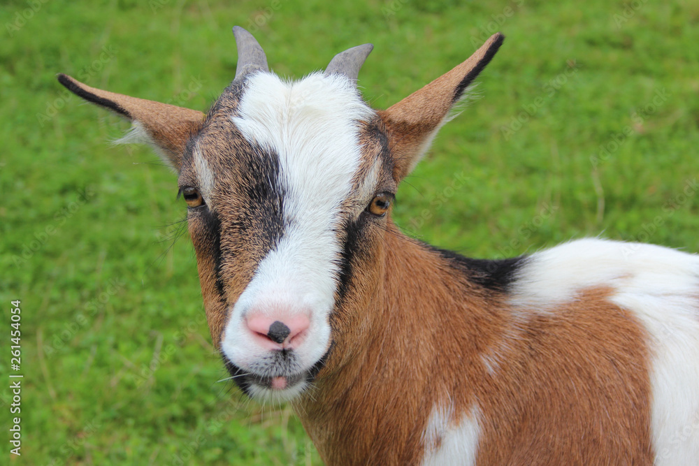 Hausziege / Domestic Goat / Capra aegagrus hircus Hausziege / Domestic Goat / Capra aegagrus hircus