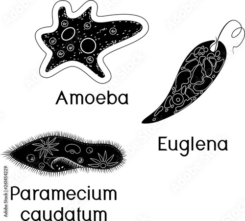 Set of unicellular organisms (protozoa): Paramecium caudatum, Amoeba proteus and Euglena viridis photo