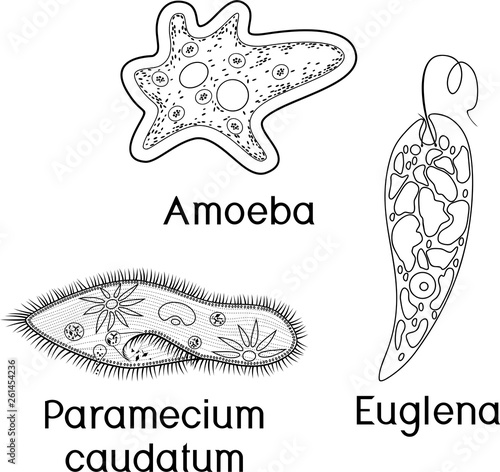 Coloring page. Set of unicellular organisms (protozoa): Paramecium caudatum, Amoeba proteus and Euglena viridis photo