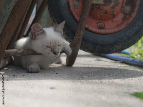 Blue eyes cat photo