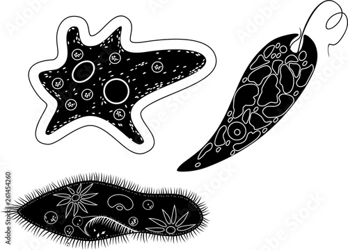 Fotografie Set of unicellular organisms (protozoa): Paramecium caudatum, Amoeba proteus and