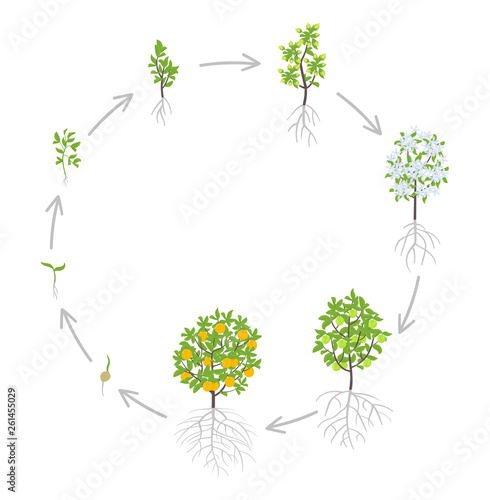 Peach tree growth stages. Vector illustration. Ripening period progression. Fruit tree life cycle animation plant seedling. Peach increase phases. Color Illustration clipart.