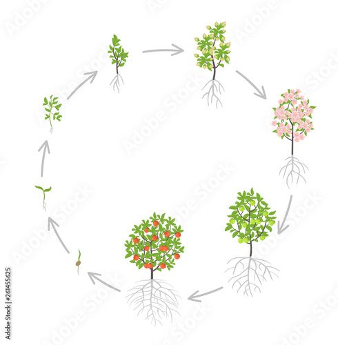 Apple tree growth stages. Vector illustration. Ripening period progression. Fruit tree life cycle animation plant seedling. Apple increase phases.