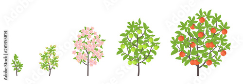Apple tree growth stages. Vector illustration. Ripening period progression. Fruit tree life cycle animation plant seedling. Apple increase phases.