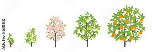 Mandarin tree growth stages. Vector illustration. Ripening period progression. Fruit tree life cycle animation plant seedling. Tangerine increase phases. Color Illustration clipart.
