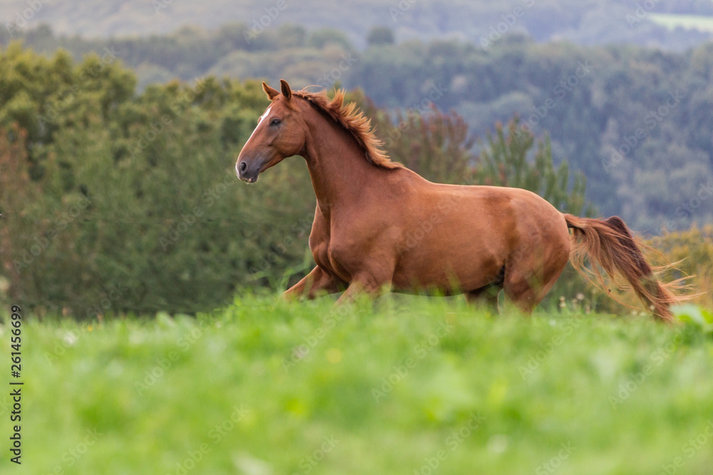 Wallach galoppiert auf einer grünen Weide, Warmblutpferd mit fliegender Mähne Wallach galoppiert auf einer grünen Weide, Warmblutpferd mit fliegender Mähne