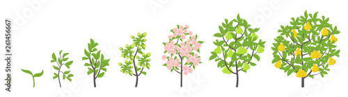 Pear tree growth stages. Vector illustration. Ripening period progression. Pear fruit tree life cycle animation plant seedling. Pear increase phases.