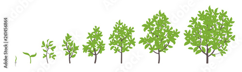 Tree growth stages. Vector illustration. Ripening period progression. Tree life cycle animation plant seedling phases.