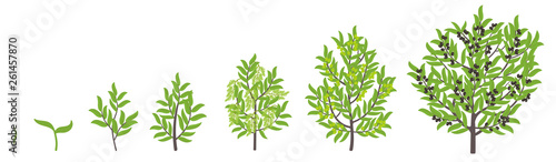 Olive tree growth stages. Vector illustration. Ripening period progression. Olive black tree life cycle animation plant seedling. European olive phases.