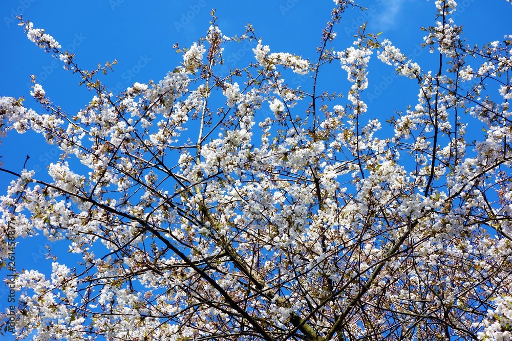 White blossom and blue sky.