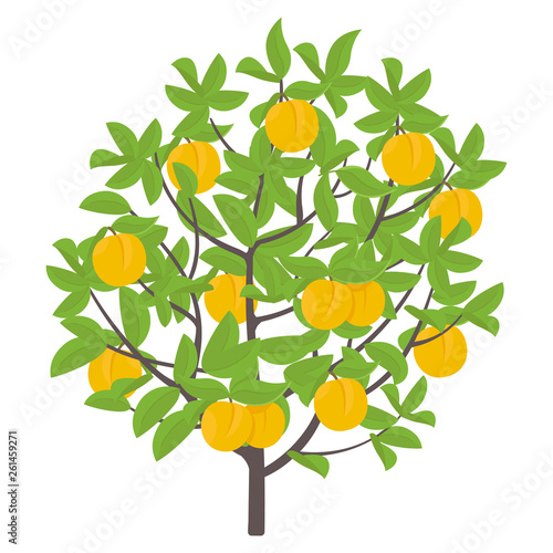 Peach tree. Vector illustration. Fruit tree nectarine plant. Flat vector color Illustration clipart. Ripe Peach on a tree. Prunus persica