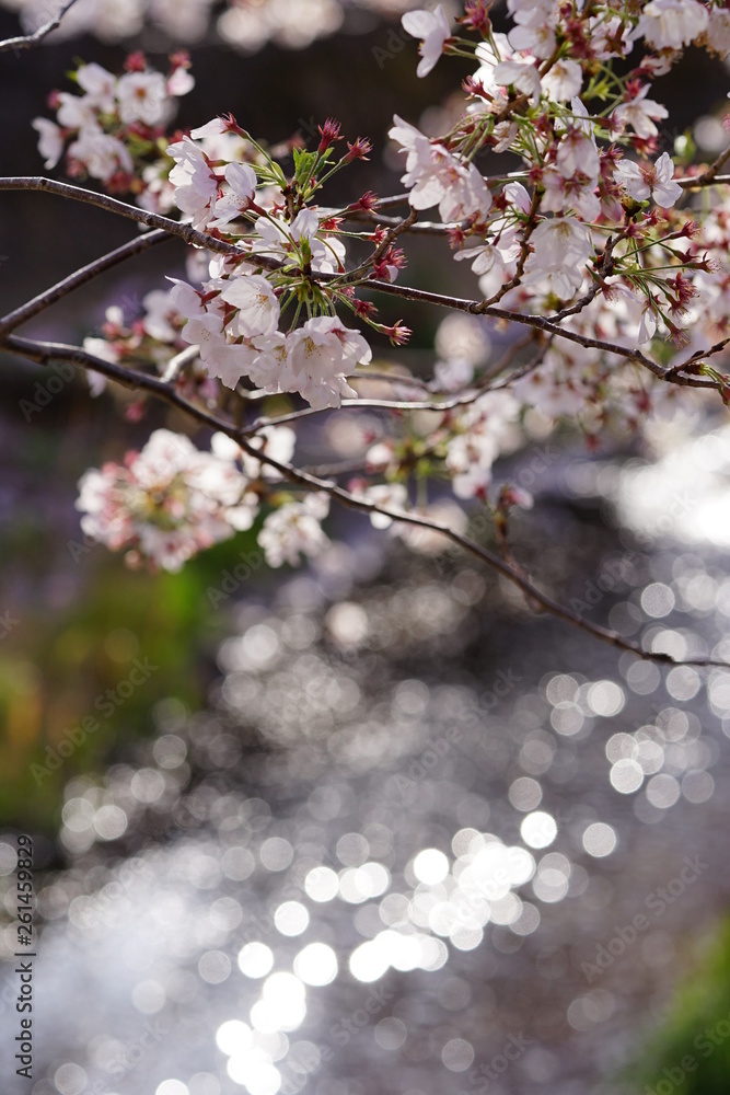 三沢川の桜と玉ボケ