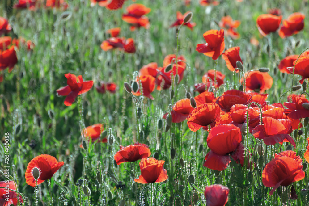 Fototapeta premium poppy field blossoming in summer. beautiful nature background. remembrance day concept