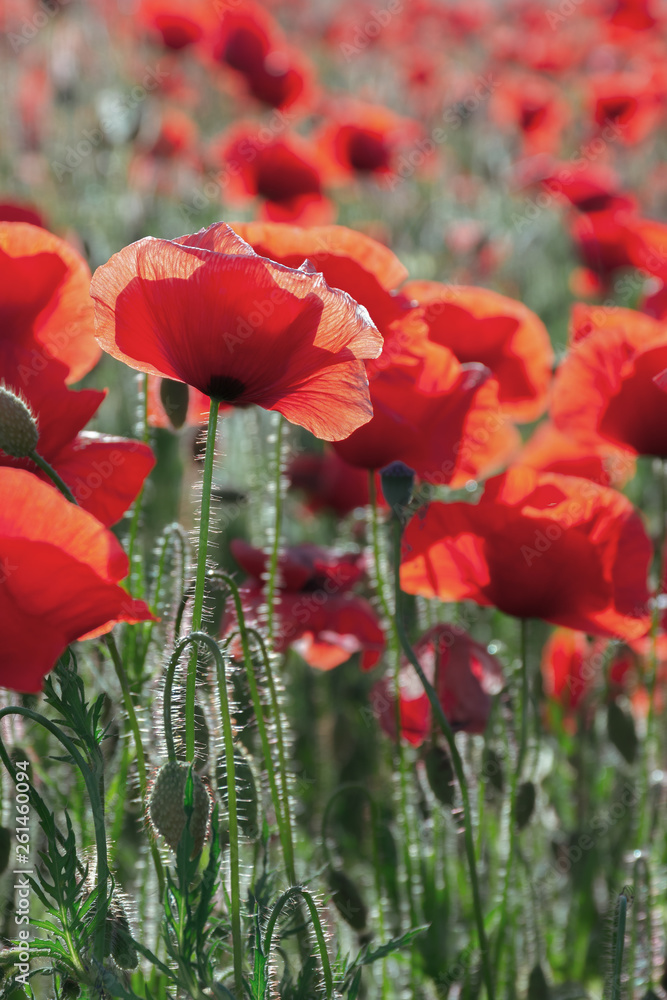 Fototapeta premium poppy field blossoming in summer. beautiful nature background. remembrance day concept
