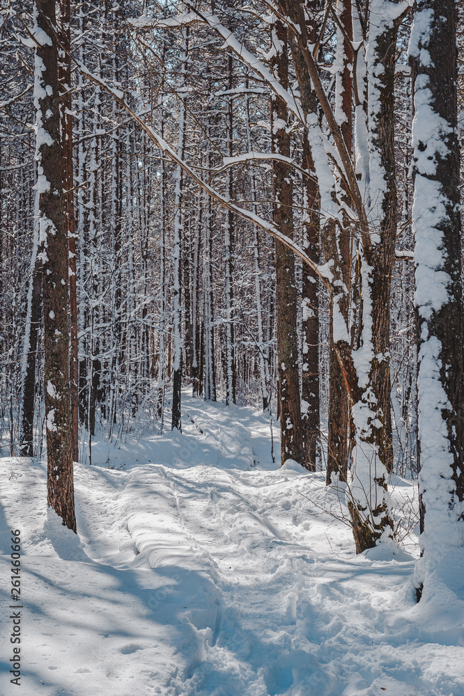 Snow covered boardwalk path through pine forest. Early spring landscape. Nature study trail in Paaskula (Pääsküla) bog. Estonia. Baltic. Snow covered boardwalk path through pine forest. Early spring landscape. Nature study trail in Paaskula (Pääsküla) bog. Estonia. Baltic.