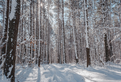 Snow covered boardwalk path through pine forest. Early spring landscape. Nature study trail in Paaskula (Pääsküla) bog. Estonia. Baltic.