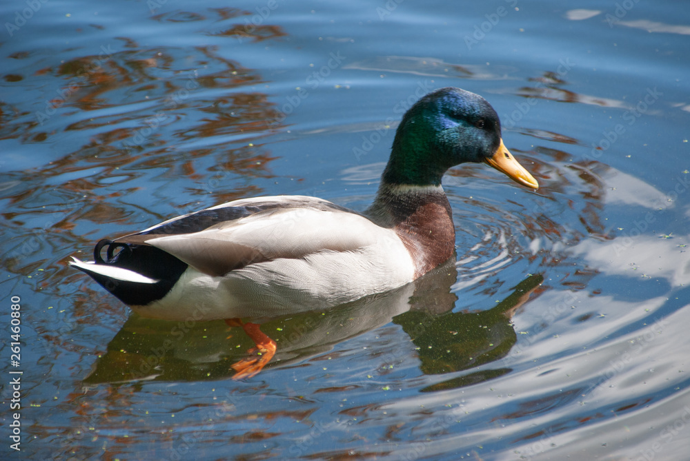 Fototapeta premium Duck Swimming In Gravel Pit Lake