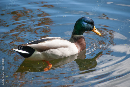Duck Swimming In Gravel Pit Lake