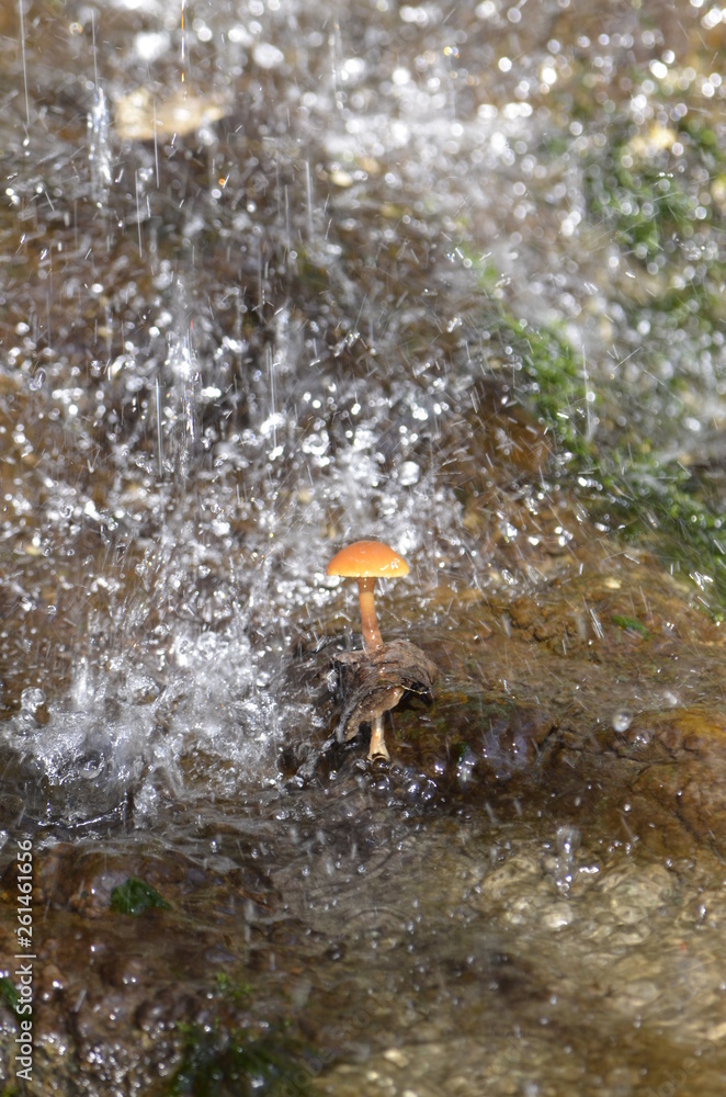Fototapeta premium water flowing from a pipe