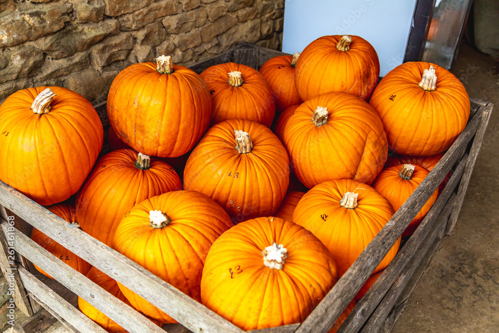 Wood box full of ripe pumpkins for sale Wood box full of ripe pumpkins for sale