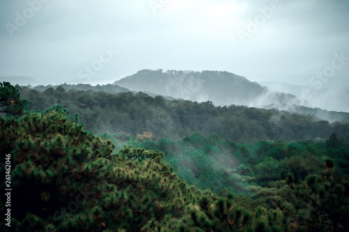 Forested mountain slope in low lying cloud with the evergreen conifers shrouded in mist in a scenic landscape view 