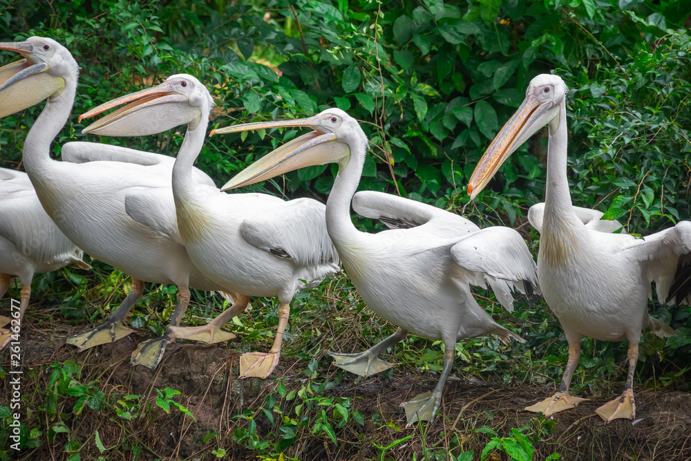 Group of white pelicans waiting to be fed in Singapore zoo Group of white pelicans waiting to be fed in Singapore zoo