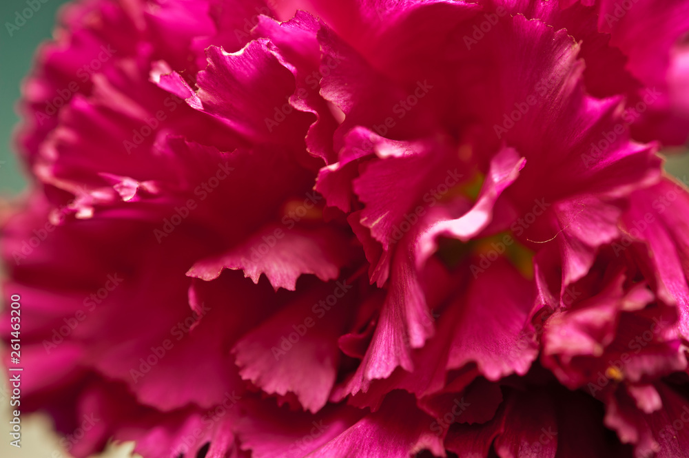macro of petals of red purple carnation like romantic background 