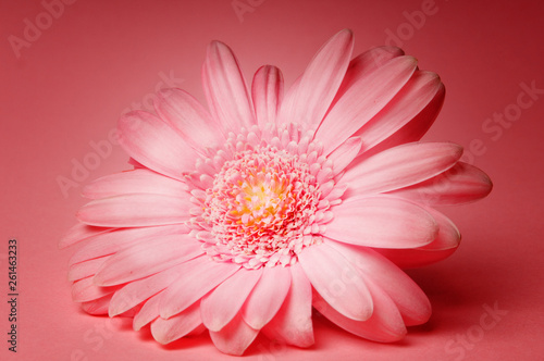 romantic flower pink gerbera daisy over pink background 