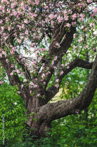 tree in spring