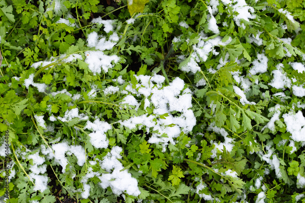 Background. Snow and green grass Background. Snow and green grass