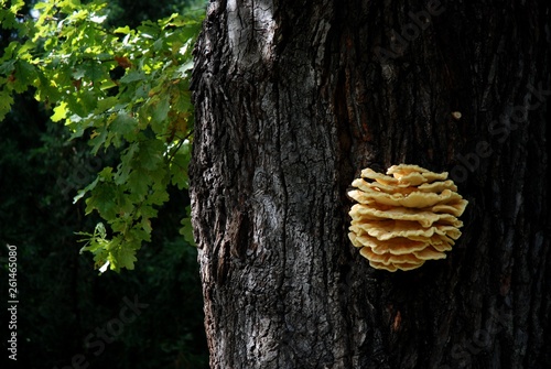 Tree Mushroom Laetiporus Sulphureus (Schwefelporling) in a park in Berlin from September 9, 2007, Germany