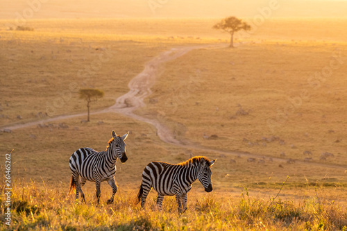 Zebras walking peacefully at golden magical light during sunrise in Mara triangle