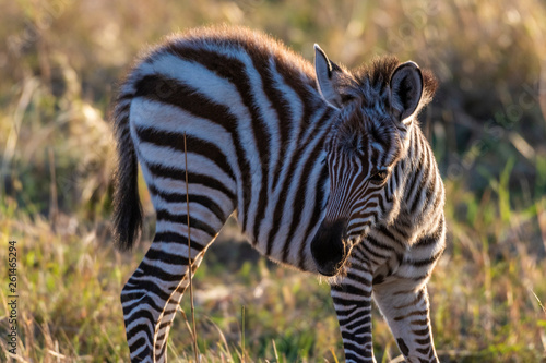 zebra calf walking alone without her mother in Maasai Mara at sunrise