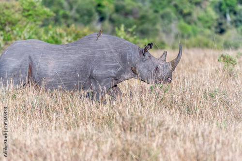 Big Rhino feeding grass on a quite morning in Maasai Mara national reserve