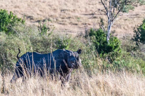 Big Rhino feeding grass on a quite morning in Maasai Mara national reserve