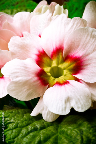 pink spring flower primrose close up style 