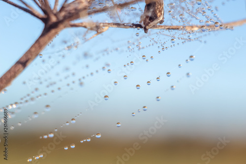 Close-up of abstract drops on a spider web with variable focus and blurred background in the rays of the rising sun. Blur and soft focus. photo