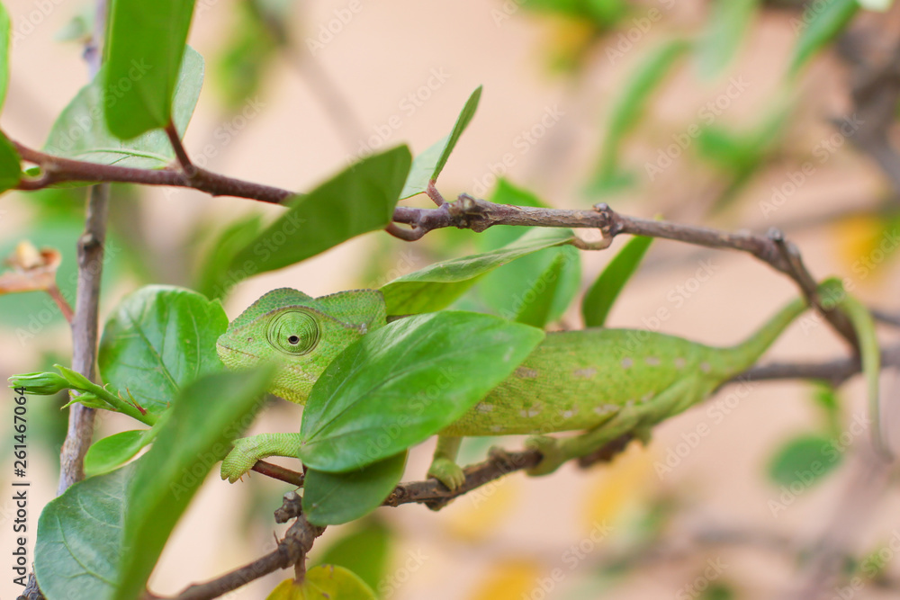 Green chameleon crawling on a branch of a bush with green leaves on nature. The chameleon is hiding behind leaves. Chameleon in disguise. Green chameleon crawling on a branch of a bush with green leaves on nature. The chameleon is hiding behind leaves. Chameleon in disguise.