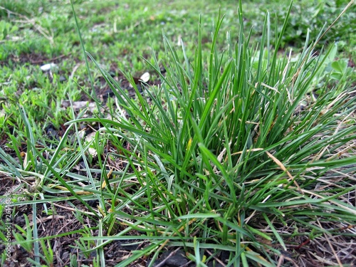 Green grass sesleria caerulea photo